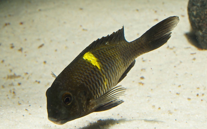 Tropheus sp. 'black' Lueba